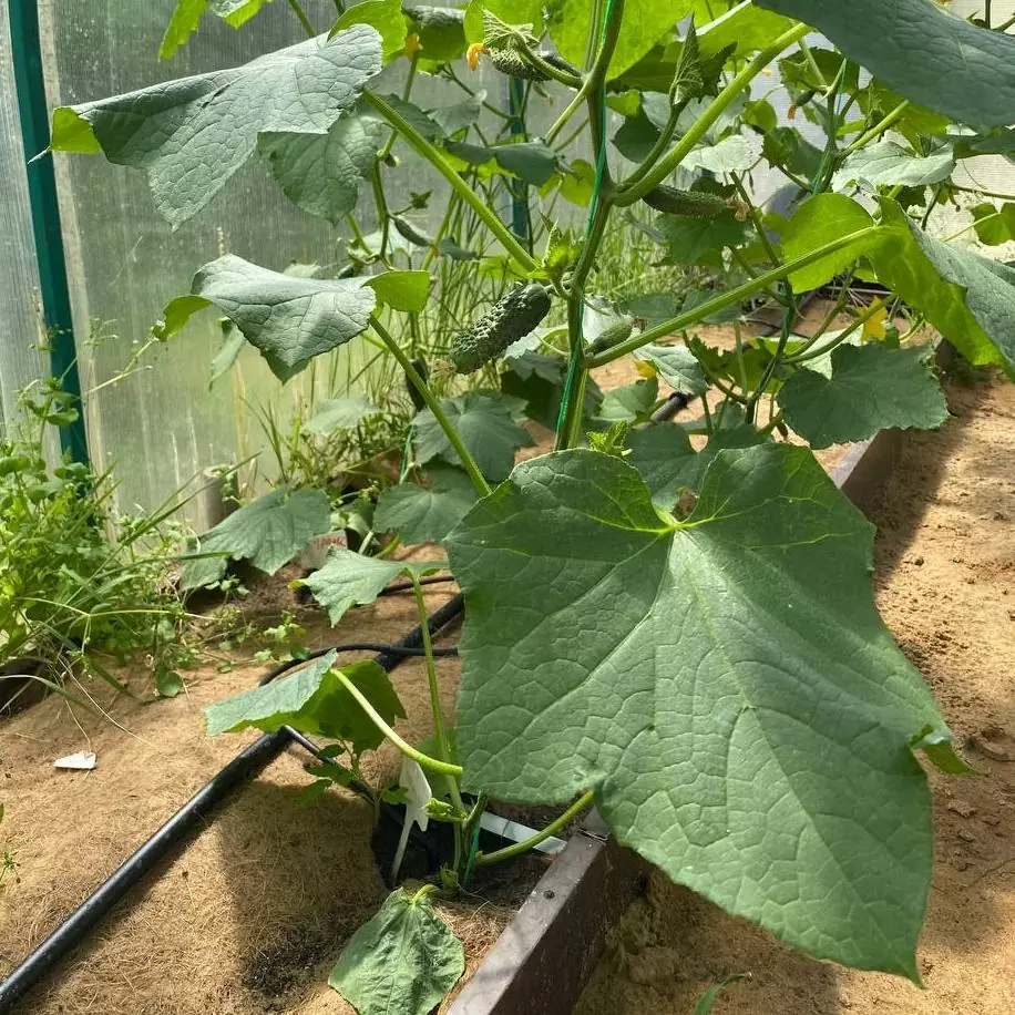 Как выращивать огурцы в тепличных условиях во время зимы