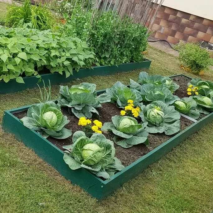 Грядка зеленая (0,8 х 3)